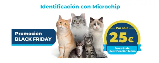 Black Friday Kiwoko: Oferta de identificación con Microchip para tu gato por solo 25 €